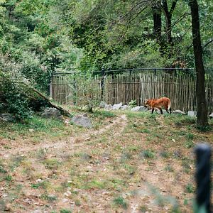 Smithsonian National Zoo - Maned Wolf with wild chipmunk it caught