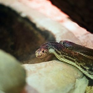 Smithsonian National Zoo - Northern Pine Snake