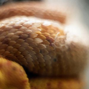 Smithsonian National Zoo - Eyelash Palm Viper