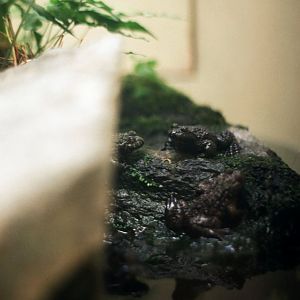 Smithsonian National Zoo - Vietnamese Mossy Frog