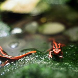 Smithsonian National Zoo - Emperor Newt
