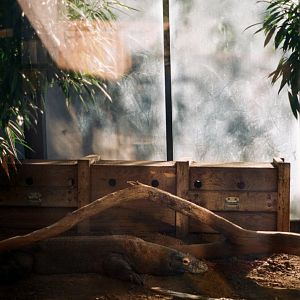 Smithsonian National Zoo - Komodo Dragon