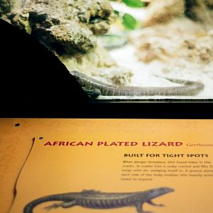 Smithsonian National Zoo - African Plated Lizard.