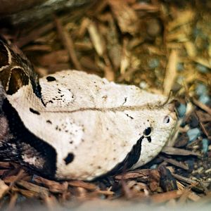 Smithsonian National Zoo - Gaboon Viper.