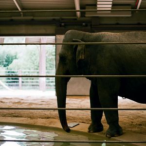 Smithsonian National Zoo - Asian Elephant