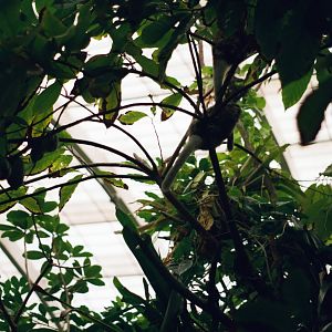Smithsonian National Zoo - Titi Monkey