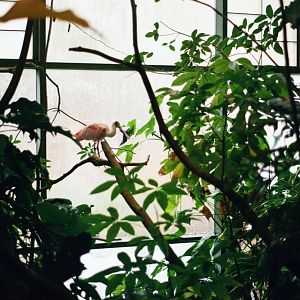 Smithsonian National Zoo - Roseate Spoonbill