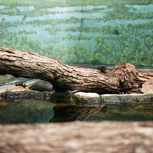 Smithsonian National Zoo - Green Anaconda