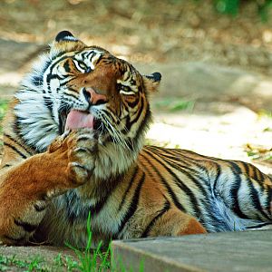 Sumatran tiger, 2018