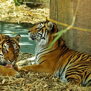 Sumatran tiger, 2018