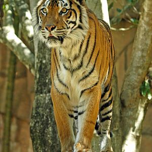 Sumatran tiger, 2018