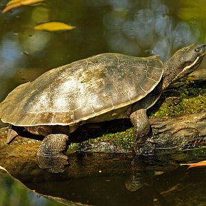 Brisbane River Turtle