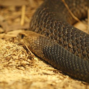 Eastern brown snake