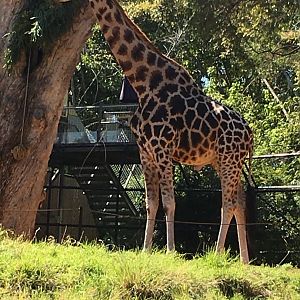 Rothschild’s Giraffe