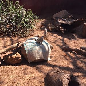 Slender-tailed Meerkat Exhibit