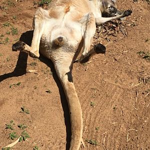 Red Kangaroo