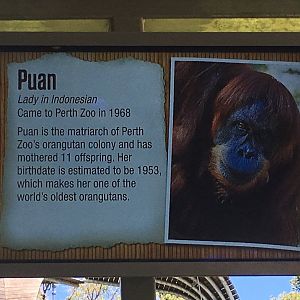 Orangutan Profiles 2016 - Puan (1953-2018)