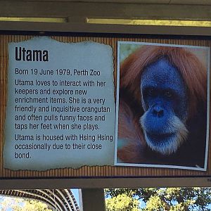 Orangutan Profiles 2016 - Utama (1979)