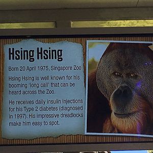 Orangutan Profiles 2016 - Hsing Hsing (1975-2017)