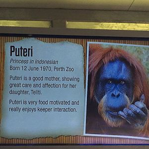 Orangutan Profiles 2016 - Puteri (1970)