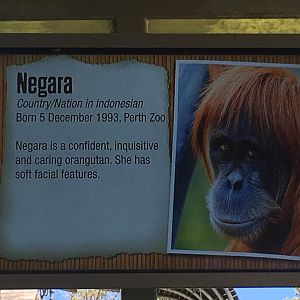 Orangutan Profiles 2016 - Negara (1993)