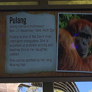 Orangutan Profiles 2016 - Pulang (1993)