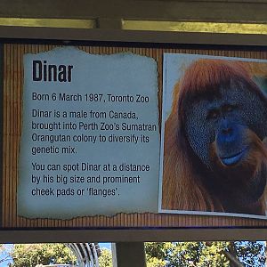 Orangutan Profiles 2016 - Dinar (1987)