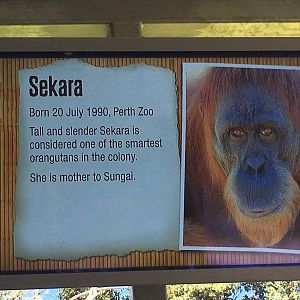 Orangutan Profiles 2016 - Sekara (1990)