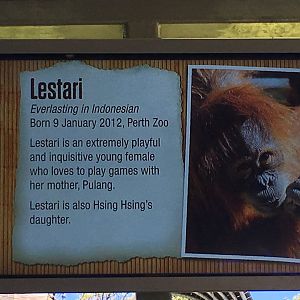 Orangutan Profiles 2016 - Lestari (2012)
