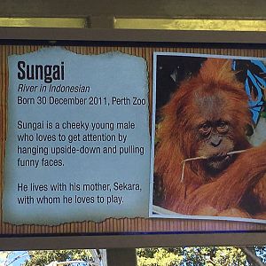 Orangutan Profiles 2016 - Sungai (2011)