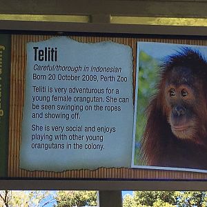 Orangutan Profiles 2016 - Teliti (2009)