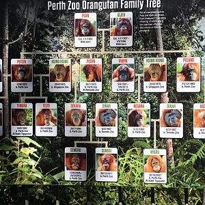 Perth Zoo Orangutan Family Tree Sign Board (2016)