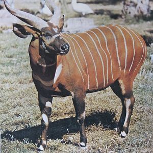 Western Bongo (T. euryceros euryceros), Late Stephan Romo's picture 80's
