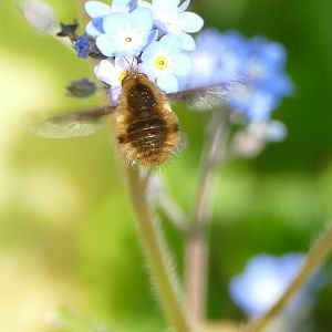 Bee-fly #1, Paignton, April 2020