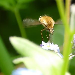 Bee-fly #2, Paignton, April 2020