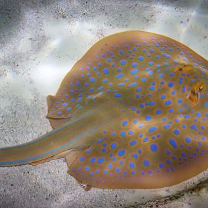 Blue-spotted Fantail Ray (Taeniura lymma)