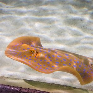 Blue-spotted Fantail Ray (Taeniura lymma)