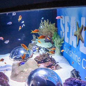 Sea Life Display Tank
