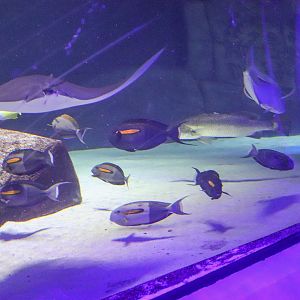 Seven Orange-Shoulder Tangs in One Photo
