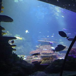 Coral Kingdom- Ocean Tunnel