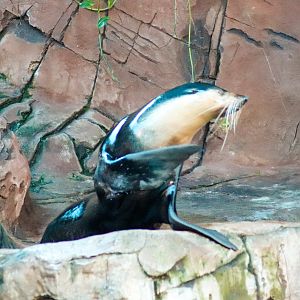 Subantarctic Fur Seal (Arctocephalus tropicalis)