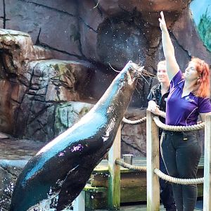 Fur Seal Feeding Demonstration