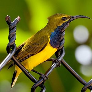 Olive-backed Sunbird male