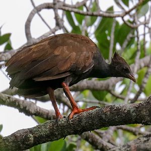 Orange-legged Scrubfowl