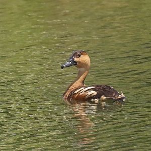 Wandering Whistleduck