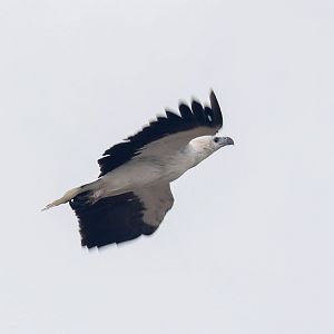 White-breasted Sea-Eagle