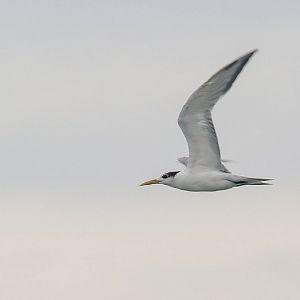 Crested Tern