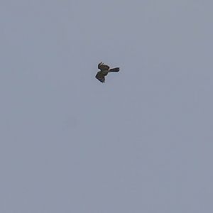 Long-tailed Honey Buzzard