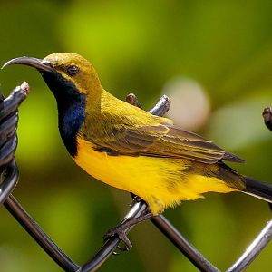 Olive-backed Sunbird male