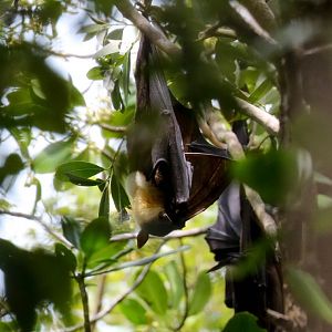 Big-eared Fruit Bats